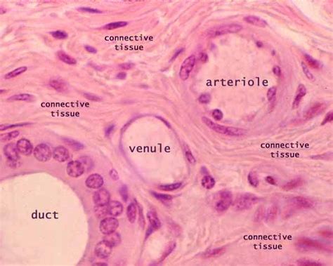 Comparison Of Duct And Blood Vessels Histology Vascular Pinterest