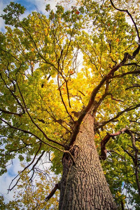 Autumn Tree Of Oak High Quality Stock Photos ~ Creative Market