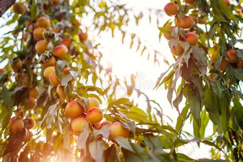 Ripe Peaches Hanging On Tree In Autumn Orchard Fresh Organic Fruits