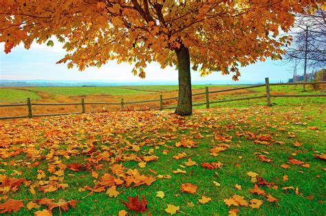 Autumn Maple tree and leaves Photograph by Gary Corbett | Fine Art America
