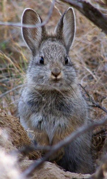 Feds Tiny Rabbits Remain Endangered Pets