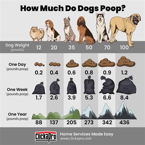 Dog Poop The Ultimate Guide For 2023 Clickapro