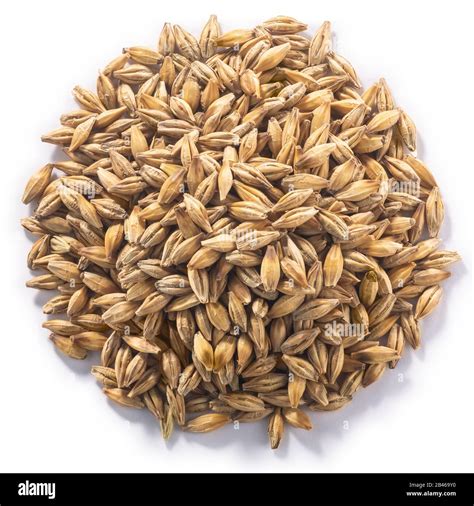 Pile Of Unhulled Barley Hordeum Vulgare Seeds Isolated Top View