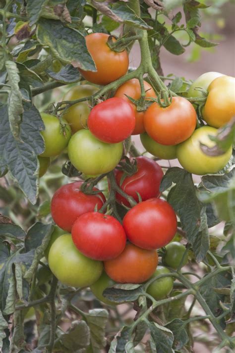 Growing Moneymaker Tomatoes Daltons