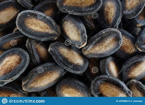 Heap Of Dried Watermelon Seeds Background Organic Grains Food Stock