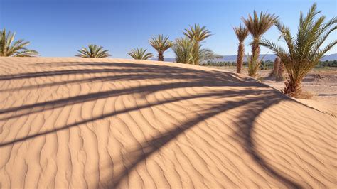 Nature Landscape Palm Trees Sand Desert Dune Shadow Trees Hill