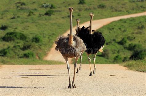 Three Ostrich Running Up The Road Stock Photo Image Of Close Animal