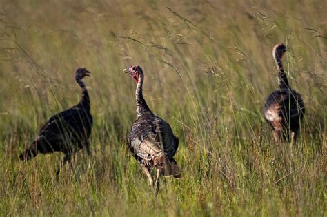 Did You Know 7 Interesting Facts About Wild Turkeys In Florida