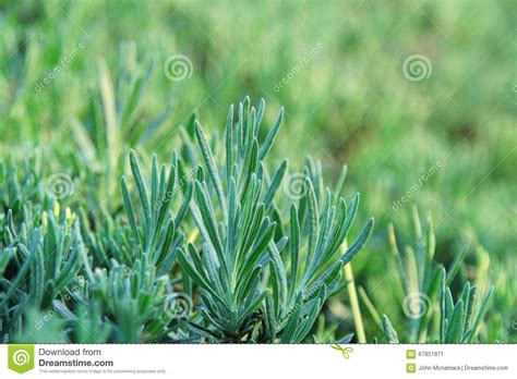 Close Up Of Fresh Lavender Plant Without Flowers Stock Photo