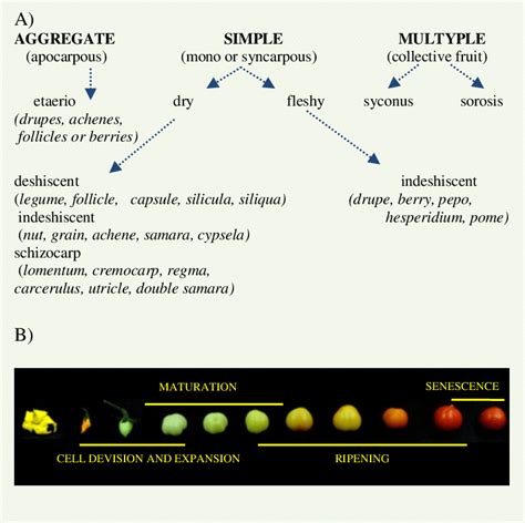Fruit Classification And Developmental Stages A Botanical