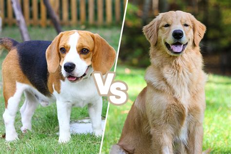 Beagle Vs Golden Retriever Which Furry Friend Suits Your Home Best