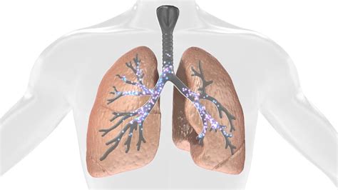 Lung Animation Youtube