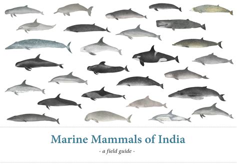 Available Now Marine Mammals Of India A Poster And A