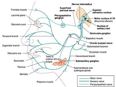 The Facial Nerve Anatomy Of The Facial Nerve Physiology Of The Facial Nervehistology Of The