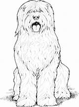 Coloring Dog Breed Shaggy Sheepdog sketch template