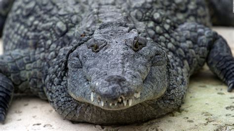 Nile Crocodiles Identified In South Florida Cnn