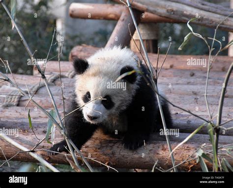 Panda Cub At Chengdu Panda Reserve Chengdu Research Base Of Giant