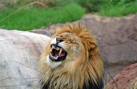 20 Most Funniest Lion Face Pictures Of All The Time Funnyexpo