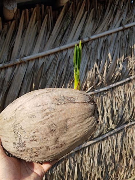 Old Coconut Fruit Which Germinating Stock Photo Image Of Healthy