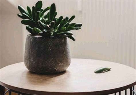 Named because of the time did i mention that it could be a little finicky? Top 12 Low-Light Succulents and Cacti - Succulent Plant Care