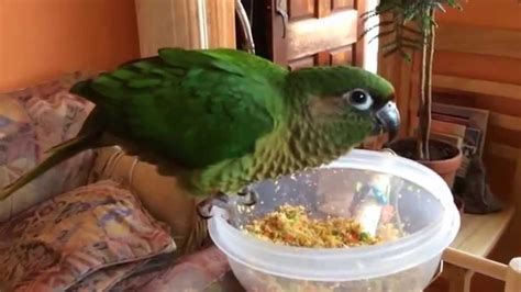 What should i feed my maroon bellied conure? Maroon Bellied Conure Oscar - YouTube