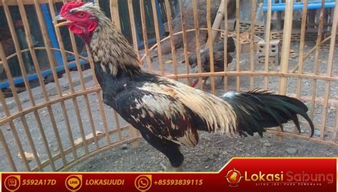 Radang amandel adalah peradangan yang terjadi pada kelenjar tonsil yang berfungsi sebagai sistem pertahanan tubuh untuk melawan kuman melalui saluran pernapasan. Hewan Yang Memiliki Ciri Khusus - Batik Indonesia