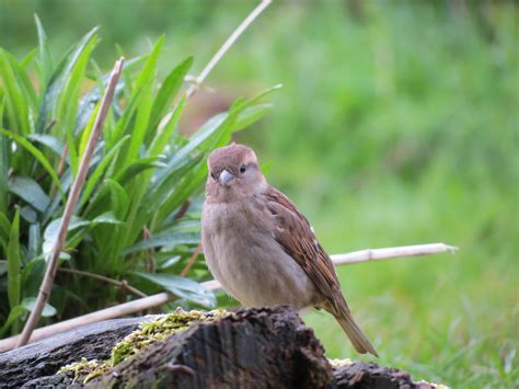 Tree Sparrow Sheffield And Rotherham Wildlife Trust