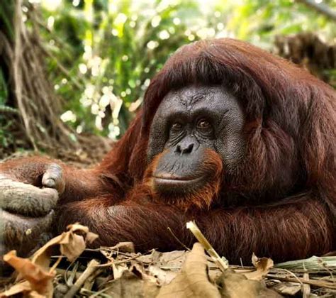 Haiwan Yang Telah Pupus Di Malaysia