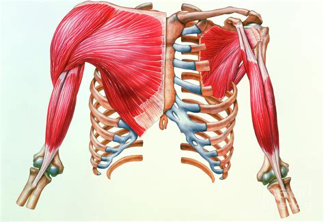 Artwork Of Skeleton And Muscles Of Chest And Upper Arm Photograph By Bo