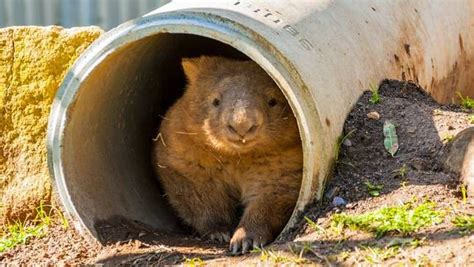 8 Things You Didnt Know About Wombats Mnn Mother Nature Network