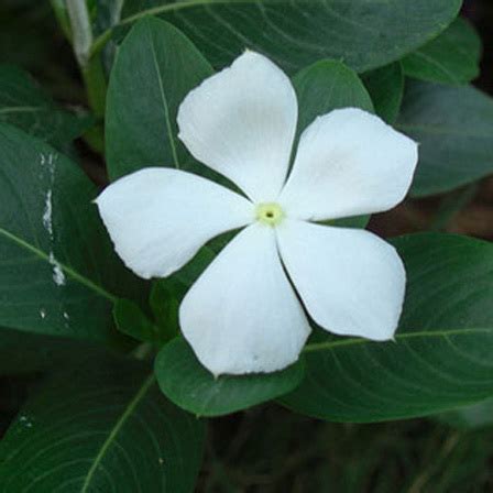This perennial plant is grown more for its silvery, white foliage than for the small, white flowers, but makes an excellent backdrop for more showy flowers in a perennial bed. Top 25 Most Beautiful White Flowers
