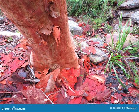Eucalyptus Tree Trunk Peeling Stock Image Image 37558511