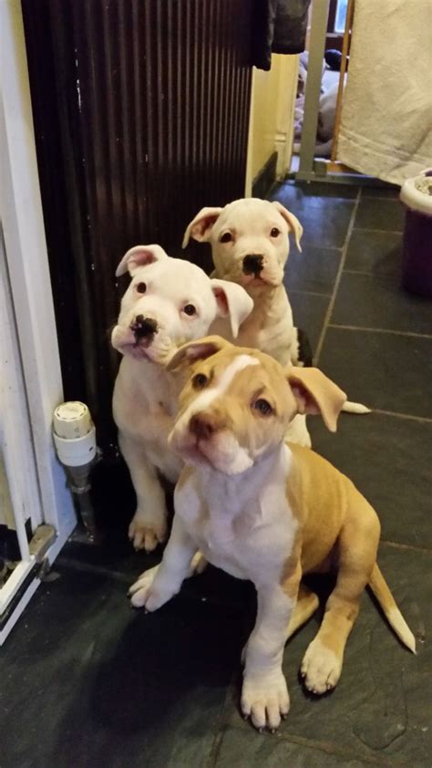 The natural tail is thick at the. American Bulldog Scott Puppies | South Croydon, Surrey ...