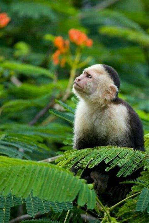 Rainforest Capuchin Monkey Costa Rica Primates