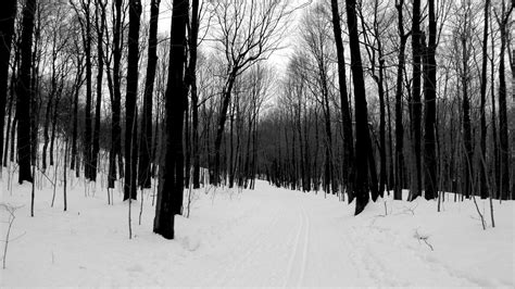 Wallpaper Forest Road Bw Winter Hd Picture Image