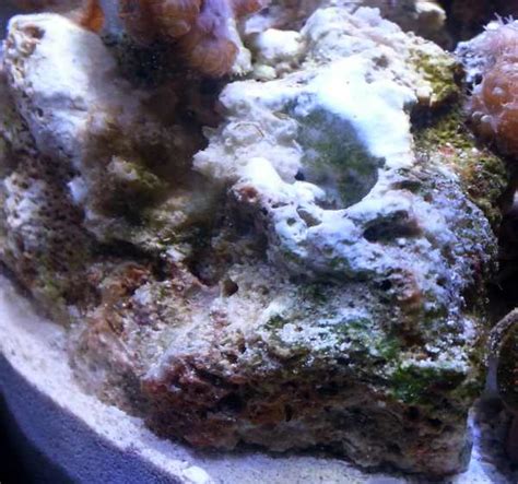 After two weeks of twice weekly cleanings, then switch to cleaning your ears twice per month, and then after two months of that, switch to cleaning your ears twice per year only. How To Kill Algae With Hydrogen Peroxide (H202) | Reef Jar