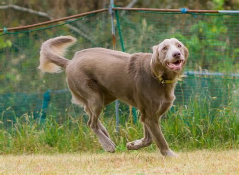 Rakete Ader Gegner Weimaraner Golden Retriever Mix Verstehen Leinen Gebäck