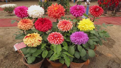 How To Growing Fertilizing And Pruning Dahlia From Tuber In Pots