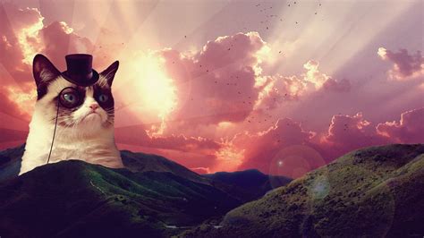 Cat Grumpy Cat Hat Hill Landscape Clouds Birds Animals Wallpapers Hd Desktop And Mobile