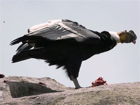 Kondor Wielki Wikipedia Wolna Encyklopedia Bald Eagle Bird Animals