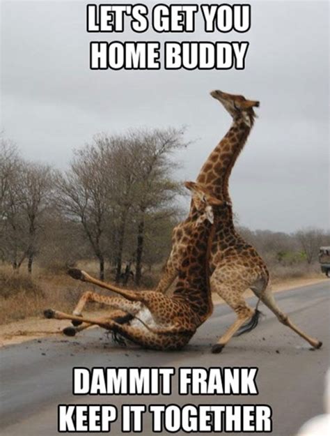 Giraffes Funny Animal Memes Funny Animals Funny Pictures
