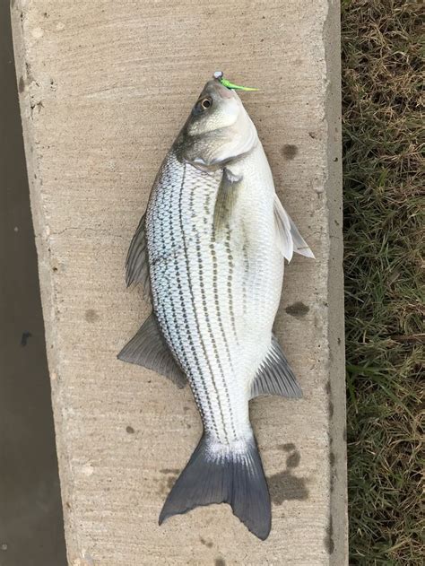 Hybrid Bass Okc Fish