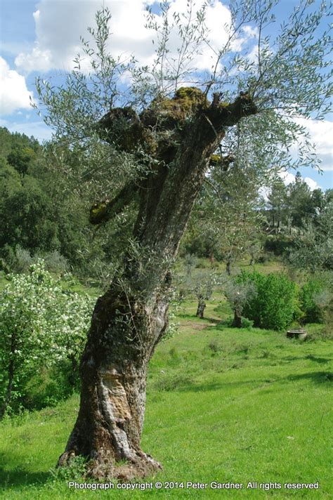 Centenarian Olive Trees Growing On The Quinta Nr Mirandela Flickr