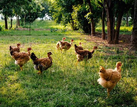 Check out our organic chicken farm selection for the very best in unique or custom, handmade pieces from our shops. EU SUBSIDY MADNESS: Millions given to UK billionaires as ...