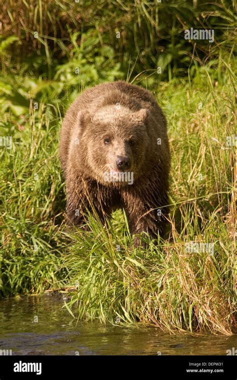 Kodiak Island Brown Bear Hi Res Stock Photography And Images Alamy