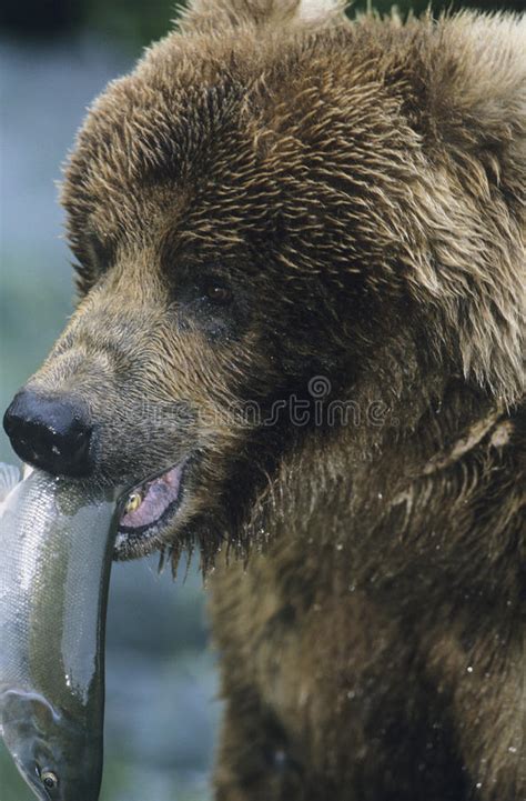 Grizzly Bear With Fish In Mouth Close Up Stock Image