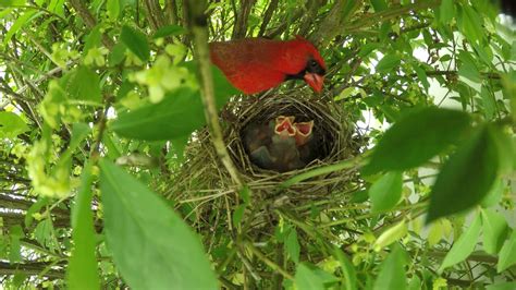 Where Do Cardinals Nest Nesting Habits And Facts Birdwatching Buzz