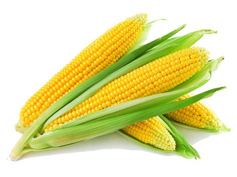 Corn PNG Images Transparent Free Download PNGMart