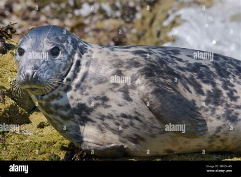 Adult Grey Seal Halichoerus Grypus Resting On Barnacle Encrusted