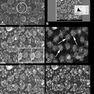 As a result of which very good quality three dimensional like images are obtained. (PDF) Immunogold Labelling for Scanning Electron Microscopy